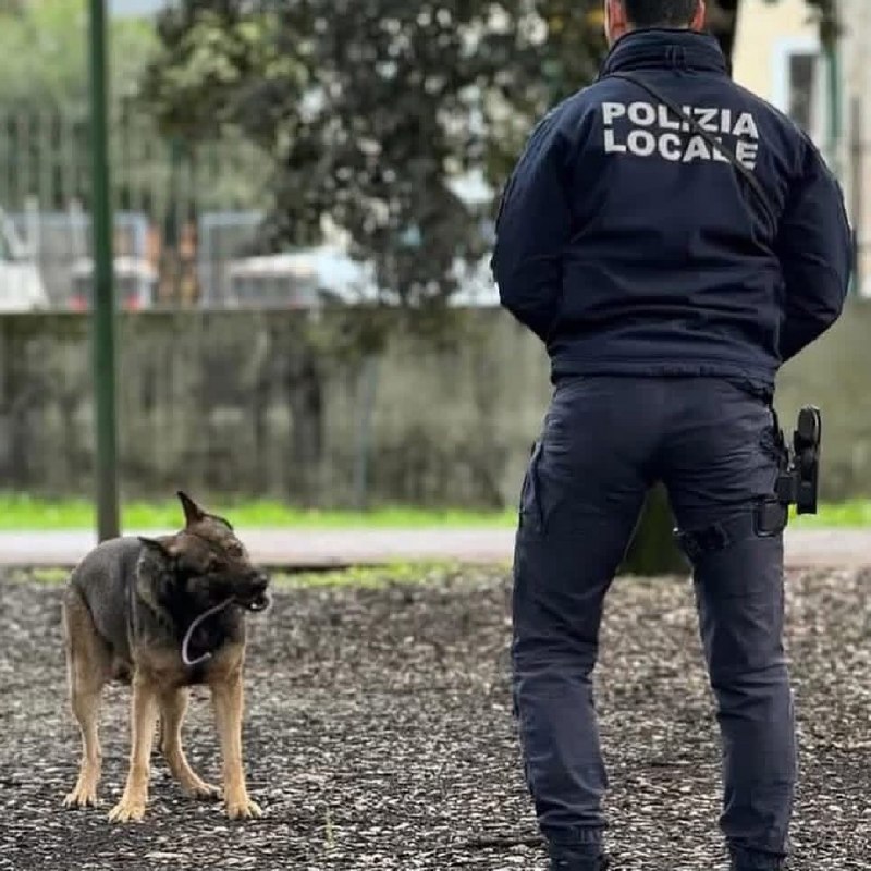 Attività operative delle unità cinofile sul territorio comunale